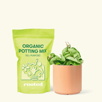 Small Hindu Rope Plant (Hoya carnosa compacta) in a peach cylinder pot and a bag of soil.