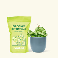 Small Hindu Rope Plant (Hoya carnosa compacta) in a indigo rounded pot and a bag of soil.
