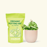 Small Hindu Rope Plant (Hoya carnosa compacta) in a pink rounded pot and a bag of soil.