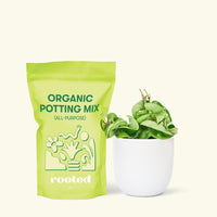 Small Hindu Rope Plant (Hoya carnosa compacta) in a white rounded pot and a bag of soil.