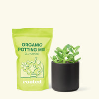 Small Jade Plant (Crassula ovata) in a black cylinder pot and a bag of soil.