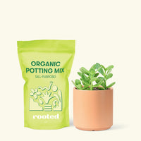Small Jade Plant (Crassula ovata) in a peach cylinder pot and a bag of soil.