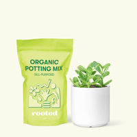 Small Jade Plant (Crassula ovata) in a white cylinder pot and a bag of soil.