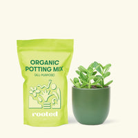 Small Jade Plant (Crassula ovata) in a green rounded pot and a bag of soil.