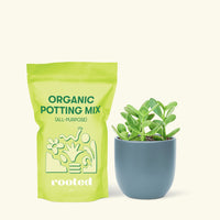 Small Jade Plant (Crassula ovata) in a indigo rounded pot and a bag of soil.