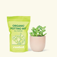 Small Jade Plant (Crassula ovata) in a pink rounded pot and a bag of soil.