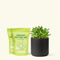 Medium Jade Plant (Crassula ovata) in grow pot. in a black cylinder pot and two bag of soil.