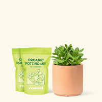 Medium Jade Plant (Crassula ovata) in grow pot. in a peach cylinder pot and two bag of soil.