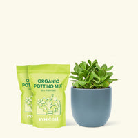 Medium Jade Plant (Crassula ovata) in grow pot. in a indigo rounded pot and two bag of soil.