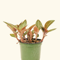 Small Black Jewel Orchid (Ludisia discolor) in a grow pot.