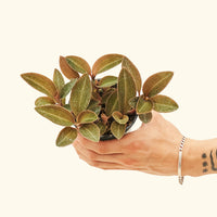 Small Black Jewel Orchid (Ludisia discolor) in a grow pot.