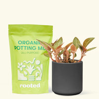 Small Black Jewel Orchid (Ludisia discolor) in a black cylinder pot and a bag of soil.