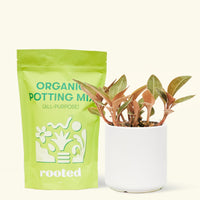 Small Black Jewel Orchid (Ludisia discolor) in a white cylinder pot and a bag of soil.