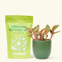 Small Black Jewel Orchid (Ludisia discolor) in a green rounded pot and a bag of soil.