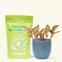 Small Black Jewel Orchid (Ludisia discolor) in a indigo rounded pot and a bag of soil.