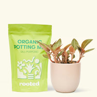 Small Black Jewel Orchid (Ludisia discolor) in a pink rounded pot and a bag of soil.