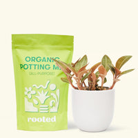 Small Black Jewel Orchid (Ludisia discolor) in a white rounded pot and a bag of soil.