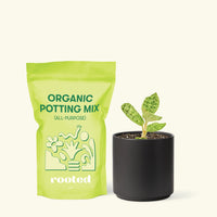 Small Lightning Jewel Orchid (Macodes petola) in a black cylinder pot and a bag of soil.