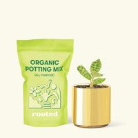Small Lightning Jewel Orchid (Macodes petola) in a gold cylinder pot and a bag of soil.