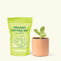 Small Lightning Jewel Orchid (Macodes petola) in a peach cylinder pot and a bag of soil.