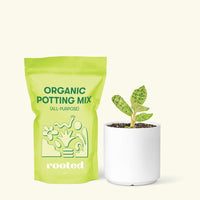 Small Lightning Jewel Orchid (Macodes petola) in a white cylinder pot and a bag of soil.