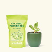 Small Lightning Jewel Orchid (Macodes petola) in a green rounded pot and a bag of soil.