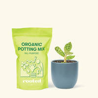 Small Lightning Jewel Orchid (Macodes petola) in a indigo rounded pot and a bag of soil.