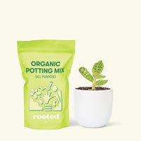 Small Lightning Jewel Orchid (Macodes petola) in a white rounded pot and a bag of soil.