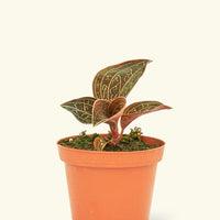 A 4" jewel orchid in a grow pot.