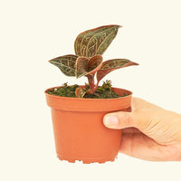 A 4" jewel orchid in a grow pot.