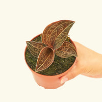 A 4" jewel orchid in a grow pot.