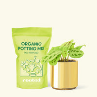 Small Beauty Kim Prayer Plant (Maranta leuconeura 'Beauty Kim') in a gold cylinder pot and a bag of soil.