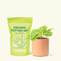 Small Beauty Kim Prayer Plant (Maranta leuconeura 'Beauty Kim') in a peach cylinder pot and a bag of soil.