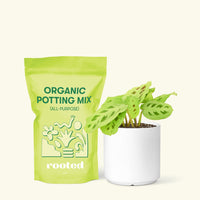 Small Beauty Kim Prayer Plant (Maranta leuconeura 'Beauty Kim') in a white cylinder pot and a bag of soil.