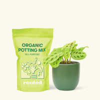 Small Beauty Kim Prayer Plant (Maranta leuconeura 'Beauty Kim') in a green rounded pot and a bag of soil.