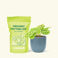 Small Beauty Kim Prayer Plant (Maranta leuconeura 'Beauty Kim') in a indigo rounded pot and a bag of soil.