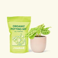 Small Beauty Kim Prayer Plant (Maranta leuconeura 'Beauty Kim') in a pink rounded pot and a bag of soil.