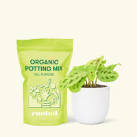 Small Beauty Kim Prayer Plant (Maranta leuconeura 'Beauty Kim') in a white rounded pot and a bag of soil.