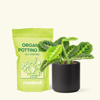 Small Lemon Lime Prayer Plant (Maranta leuconeura) in a black cylinder pot and a bag of soil.