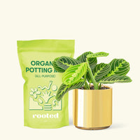 Small Lemon Lime Prayer Plant (Maranta leuconeura) in a gold cylinder pot and a bag of soil.