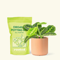Small Lemon Lime Prayer Plant (Maranta leuconeura) in a peach cylinder pot and a bag of soil.