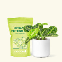 Small Lemon Lime Prayer Plant (Maranta leuconeura) in a white cylinder pot and a bag of soil.