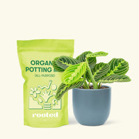 Small Lemon Lime Prayer Plant (Maranta leuconeura) in a indigo rounded pot and a bag of soil.