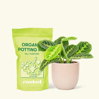 Small Lemon Lime Prayer Plant (Maranta leuconeura) in a pink rounded pot and a bag of soil.