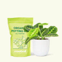 Small Lemon Lime Prayer Plant (Maranta leuconeura) in a white rounded pot and a bag of soil.