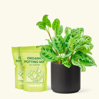 Medium Prayer Plant 'Beauty Kim' (Maranta leuconeura) in a black cylinder pot and two bag of soil.