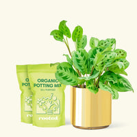 Medium Prayer Plant 'Beauty Kim' (Maranta leuconeura) in a gold cylinder pot and two bag of soil.