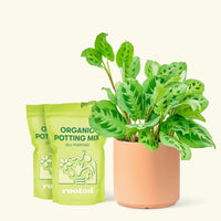 Medium Prayer Plant 'Beauty Kim' (Maranta leuconeura) in a peach cylinder pot and two bag of soil.