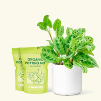 Medium Prayer Plant 'Beauty Kim' (Maranta leuconeura) in a white cylinder pot and two bag of soil.