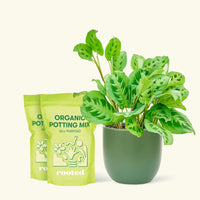 Medium Prayer Plant 'Beauty Kim' (Maranta leuconeura) in a green rounded pot and two bag of soil.